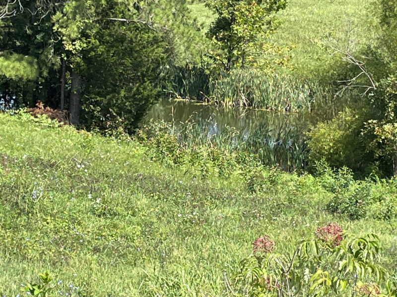 202 Gorgeous, Mostly Cleared Acres on I-81 in Mosheim