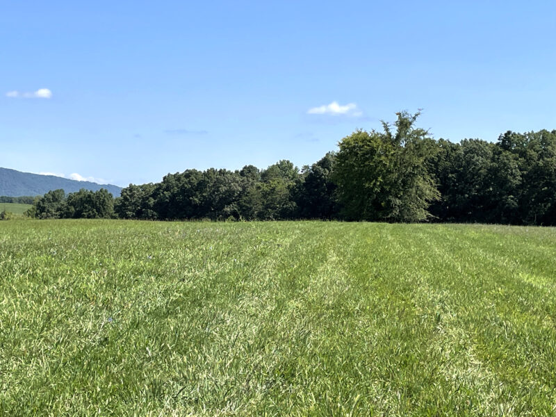 202 Gorgeous, Mostly Cleared Acres on I-81 in Mosheim