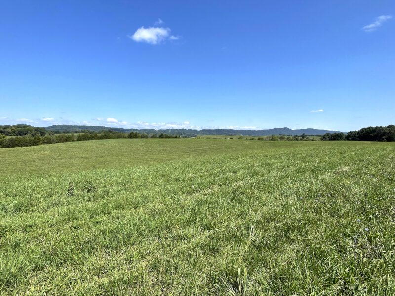 202 Gorgeous, Mostly Cleared Acres on I-81 in Mosheim