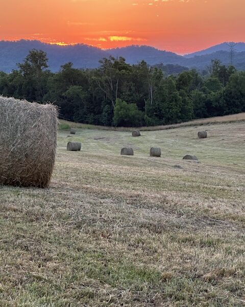 202 Gorgeous, Mostly Cleared Acres on I-81 in Mosheim