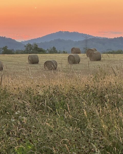 202 Gorgeous, Mostly Cleared Acres on I-81 in Mosheim