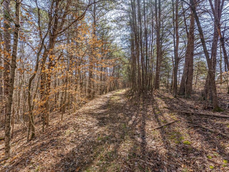 SOLD: Beautiful 34.5 Acres in Walland with Creek Access